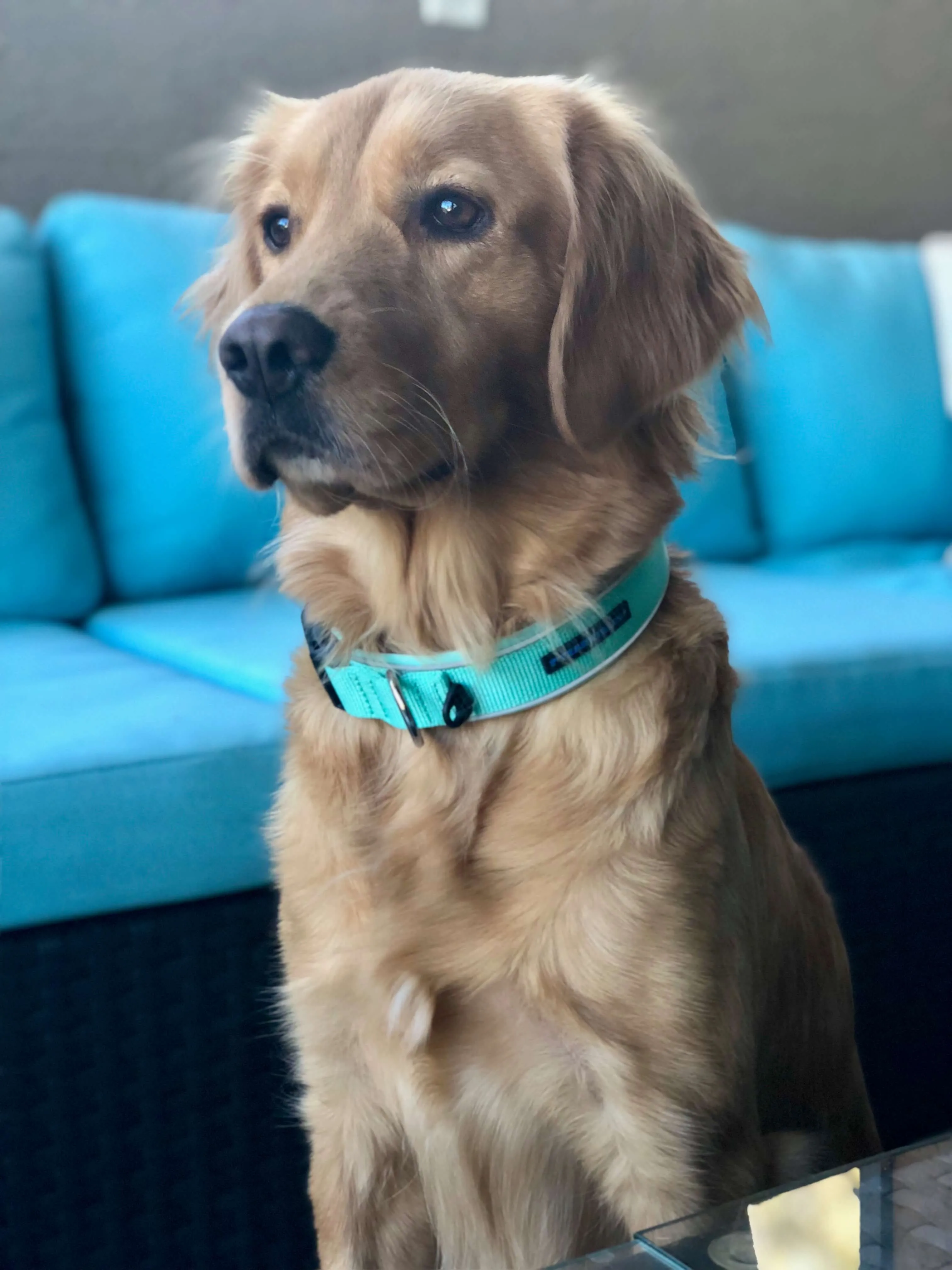 Comfy Collar with Reflective Safety Strip