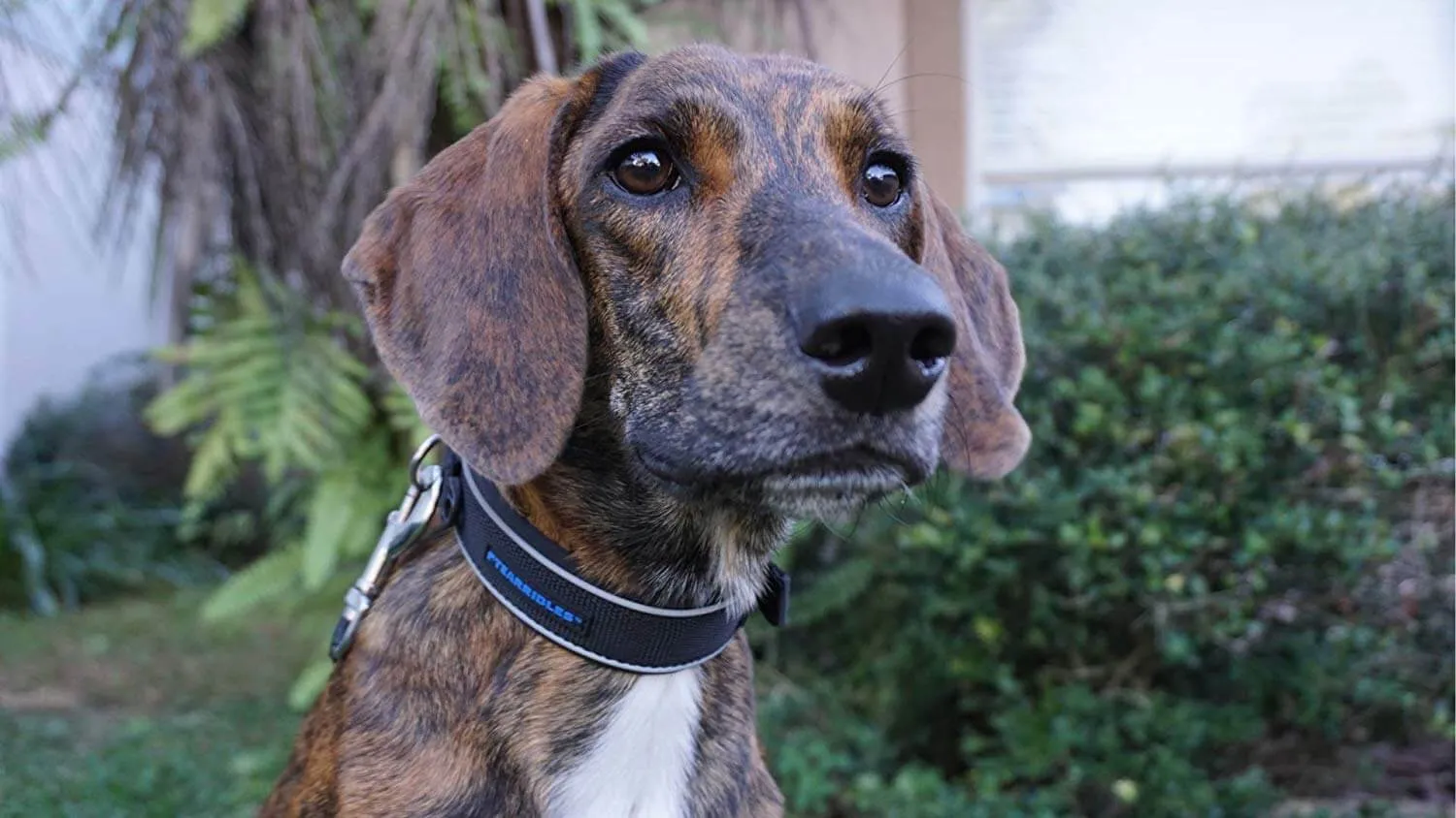 Comfy Collar with Reflective Safety Strip